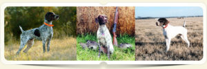 German Shorthaired Pointer Stud Dogs