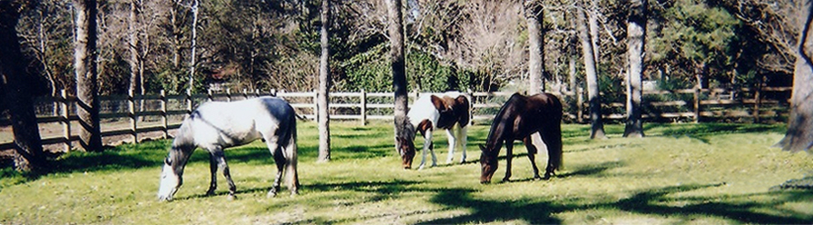 horse eating in pasture